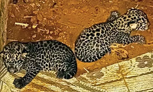 പാലക്കാട് വീട്ടിൽ നിന്ന് ലഭിച്ച പുലിക്കുഞ്ഞുങ്ങളിൽ ഒന്നിനെ അമ്മപ്പുലി കൊണ്ടുപോയി