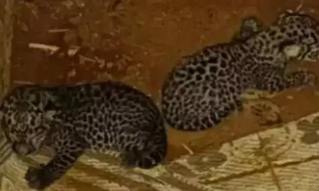 തള്ളപ്പുലി എത്തിയില്ല; കുഞ്ഞിനെ ഡി.എഫ്.ഒ പരിചരണ കേന്ദ്രത്തിലേക്ക് മാറ്റും തള്ളപ്പുലി എത്തിയില്ല; കുഞ്ഞിനെ ഡി.എഫ്.ഒ പരിചരണ കേന്ദ്രത്തിലേക്ക് മാറ്റും