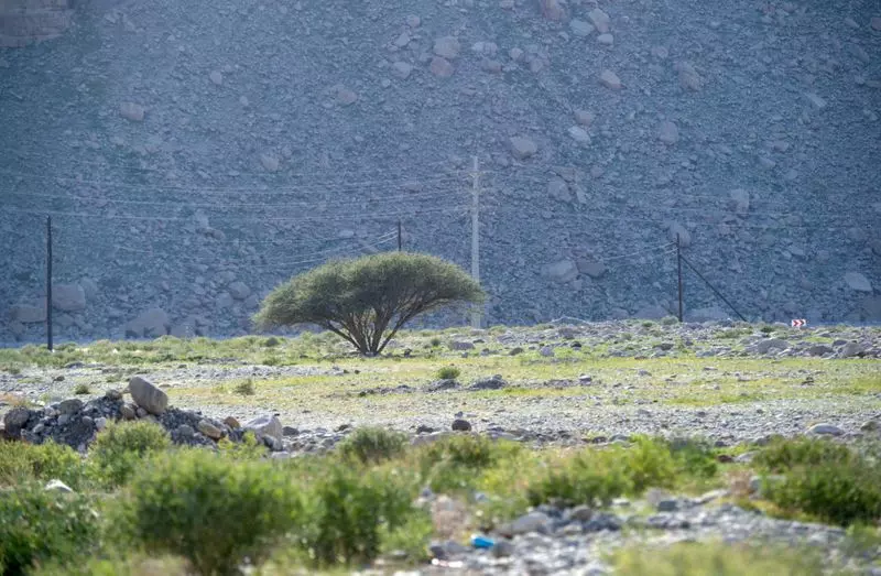 മഴ തുണച്ചു; റാസല്‍ഖൈമയിലെ പച്ച പുതച്ച മലനിരകളിലേക്ക് സഞ്ചാരികളുടെ ഒഴുക്ക്