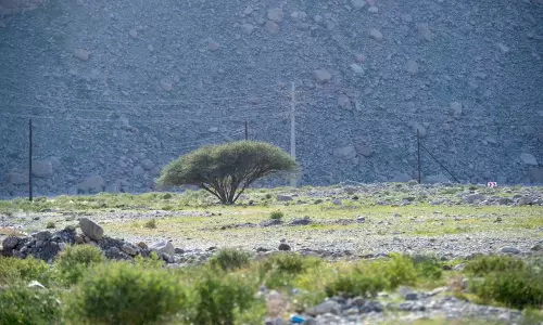 മഴ തുണച്ചു; റാസല്‍ഖൈമയിലെ പച്ച പുതച്ച മലനിരകളിലേക്ക് സഞ്ചാരികളുടെ ഒഴുക്ക്