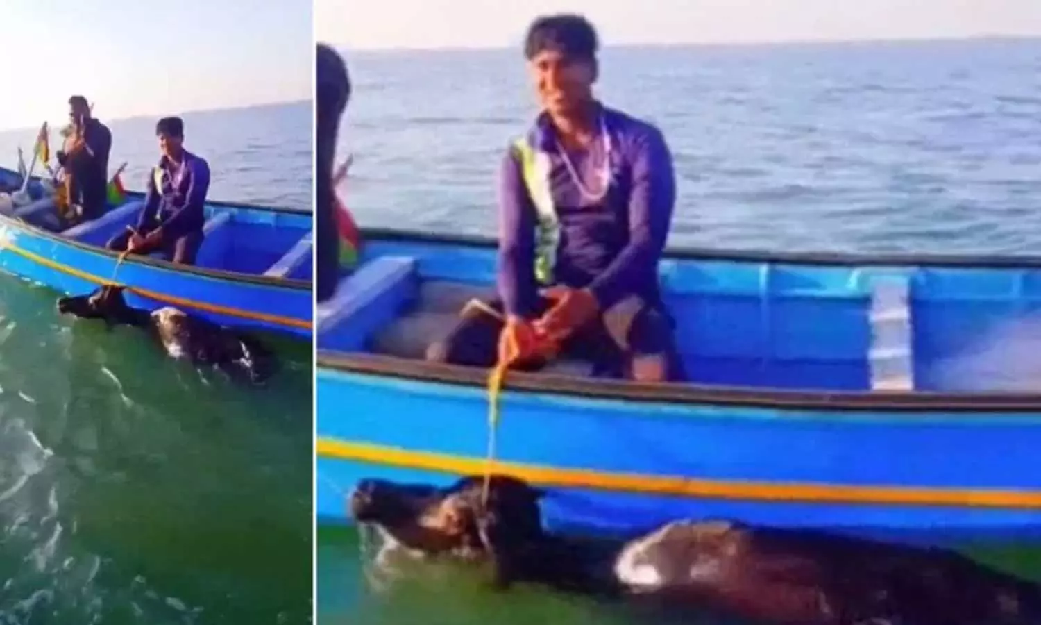 പുറം കടലിൽ പോത്ത്; മണിക്കൂറുകൾ നീണ്ട പരിശ്രമത്തിനൊടുവിൽ രക്ഷപ്പെടുത്തി മത്സ്യതൊഴിലാളികൾ പുറം കടലിൽ പോത്ത്; മണിക്കൂറുകൾ നീണ്ട പരിശ്രമത്തിനൊടുവിൽ രക്ഷപ്പെടുത്തി മത്സ്യതൊഴിലാളികൾ