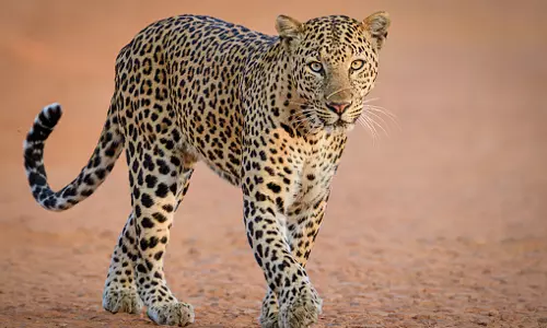 പാലക്കാട് ഉമ്മിനിയിൽ വീണ്ടും പുലിയിറങ്ങി