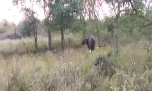 പാലക്കാട് ചിറ്റൂർ ജനവാസമേഖലയില്‍ കാട്ടു പോത്തിറങ്ങി; നാട്ടുകാർ പരിഭ്രാന്തിയില്‍