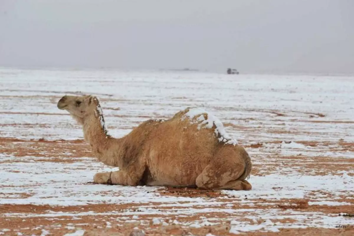 സൗദിയില്‍ ഈ വര്‍ഷത്തെ ഏറ്റവും ശക്തമായ തണുപ്പ് ഈ ആഴ്ചയെന്ന് മുന്നറിയിപ്പ്