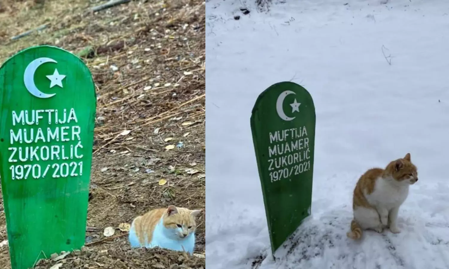 ഇതെന്തൊരു കരുതല്‍! ഉടമ മരിച്ച് രണ്ടു മാസം പിന്നിട്ടിട്ടും ഖബറിടത്തിന് കാവലുമായി വളർത്തുപൂച്ച