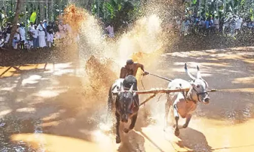 കോവിഡ് വ്യാപനത്തിനിടെ സി.പി.എം കാളപൂട്ട് മത്സരം നടത്തി