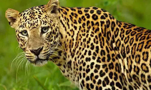 പാലക്കാട് അകത്തേത്തറയിൽ വീണ്ടും പുലിയിറങ്ങി