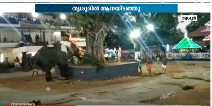 തൃശൂര്‍ കൂർക്കഞ്ചേരിയിൽ തൈപ്പൂയ ആഘോഷത്തിനിടെ ആനയിടഞ്ഞു