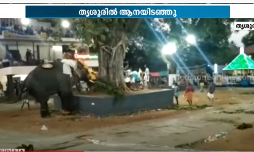 തൃശൂര്‍ കൂർക്കഞ്ചേരിയിൽ തൈപ്പൂയ ആഘോഷത്തിനിടെ ആനയിടഞ്ഞു