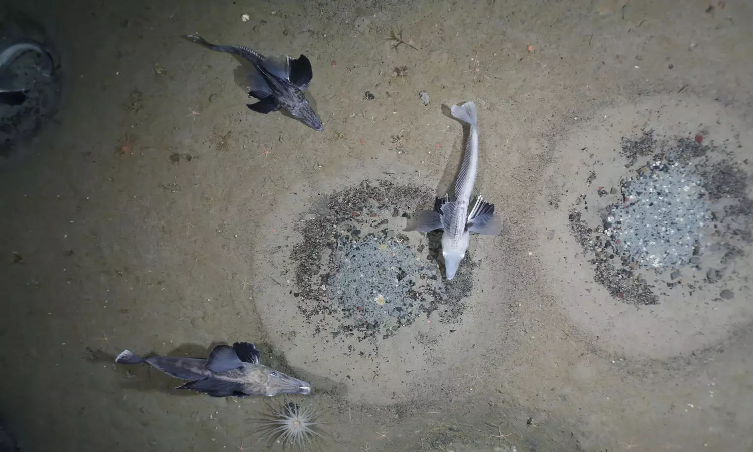 6 കോടി ഐസ്ഫിഷുകളുടെ ബ്രീഡിംഗ് കോളനി; അന്റാര്‍ട്ടിക്കയിലെ വെഡല്‍ സമുദ്രത്തിനടിയിലെ അത്ഭുതക്കാഴ്ച