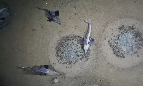 6 കോടി ഐസ്ഫിഷുകളുടെ ബ്രീഡിംഗ് കോളനി; അന്റാര്‍ട്ടിക്കയിലെ വെഡല്‍ സമുദ്രത്തിനടിയിലെ അത്ഭുതക്കാഴ്ച