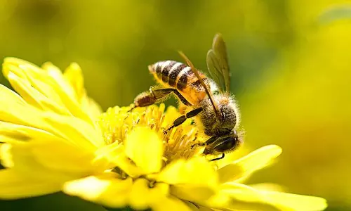 തേനീച്ചയെ നശിപ്പിക്കുന്ന നിരോധിത കീടനാശിനിക്ക് ഇംഗ്ലണ്ടില്‍ അനുമതി