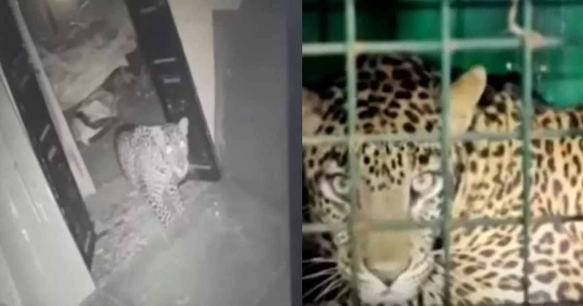 കോയമ്പത്തൂരിൽ ഗോഡൗണിൽ കണ്ടെത്തിയ പുലിയെ കെണിയിലാക്കി