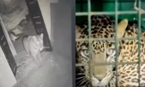 കോയമ്പത്തൂരിൽ ഗോഡൗണിൽ കണ്ടെത്തിയ പുലിയെ കെണിയിലാക്കി