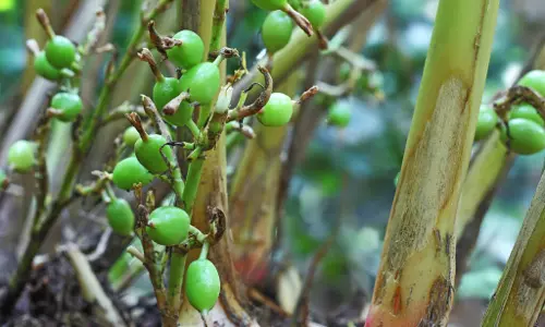 ഏലത്തിന് വിലയിടിഞ്ഞു; കൃഷി ഉപേക്ഷിക്കാനൊരുങ്ങി കർഷകർ