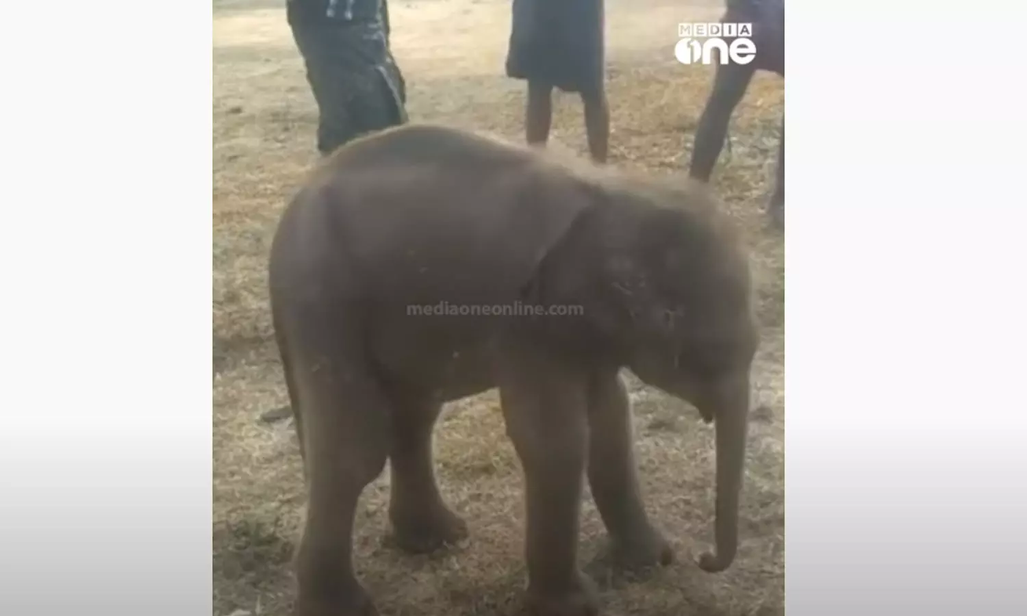 തൃശൂർ ചിമ്മിനിയിൽ ആനക്കുട്ടിയെ അവശനിലയിൽ കണ്ടെത്തി തൃശൂർ ചിമ്മിനിയിൽ ആനക്കുട്ടിയെ അവശനിലയിൽ കണ്ടെത്തി