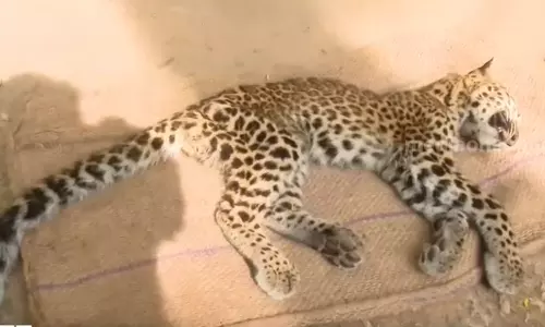 പാലക്കാട് പുലിക്കുട്ടി ചത്തത് ഭക്ഷണം ലഭിക്കാതെയെന്ന് വനം വകുപ്പ് പാലക്കാട് പുലിക്കുട്ടി ചത്തത് ഭക്ഷണം ലഭിക്കാതെയെന്ന് വനം വകുപ്പ്