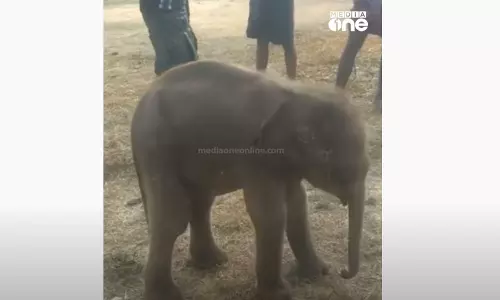 തൃശൂർ ചിമ്മിനിയിൽ ആനക്കുട്ടിയെ അവശനിലയിൽ കണ്ടെത്തി