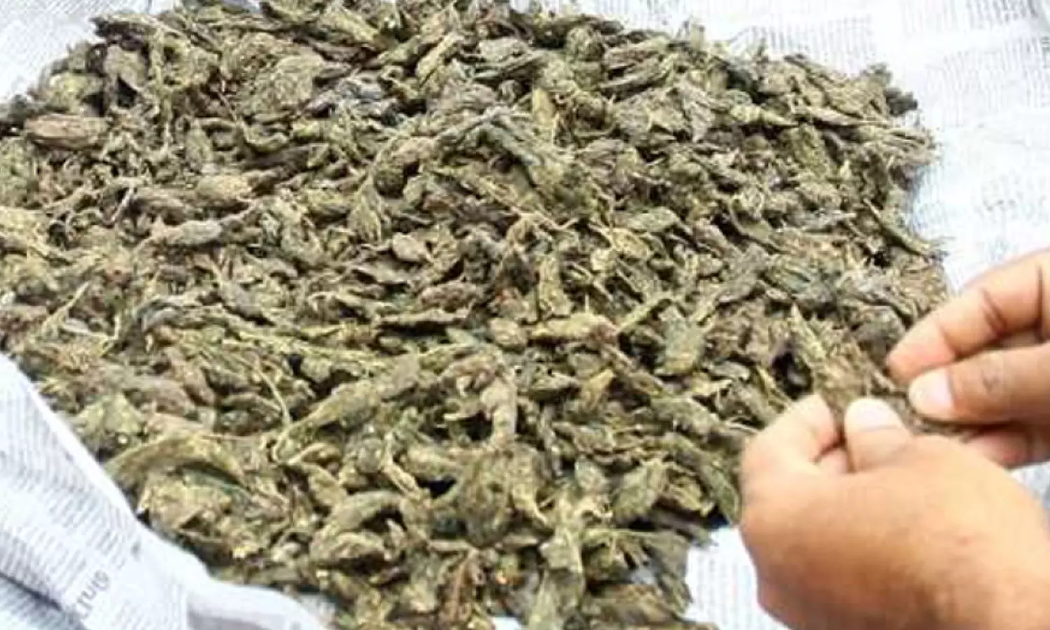 മലപ്പുറത്ത് ആംബുലൻസിൽ നിന്ന് 50 കിലോ കഞ്ചാവ് പിടികൂടി മലപ്പുറത്ത് ആംബുലൻസിൽ നിന്ന് 50 കിലോ കഞ്ചാവ് പിടികൂടി