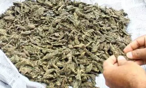 മലപ്പുറത്ത് ആംബുലൻസിൽ നിന്ന് 50 കിലോ കഞ്ചാവ് പിടികൂടി മലപ്പുറത്ത് ആംബുലൻസിൽ നിന്ന് 50 കിലോ കഞ്ചാവ് പിടികൂടി