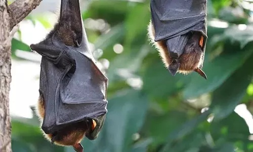 നിയോകോവ് നാശം വിതക്കുമോ? ഡബ്ല്യുഎച്ച്ഓക്ക് പറയാനുള്ളത് ഇതാണ്