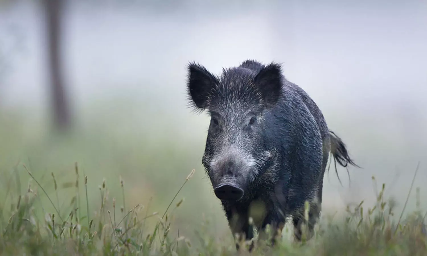 കോഴിക്കോട് കട്ടിപ്പാറയില് കാട്ടുപന്നിയുടെ ആക്രമണം; മൂന്ന് പേര്ക്ക് പരുക്ക് കോഴിക്കോട് കട്ടിപ്പാറയില് കാട്ടുപന്നിയുടെ ആക്രമണം; മൂന്ന് പേര്ക്ക് പരുക്ക്
