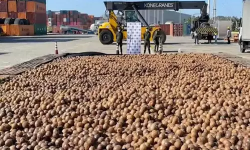 വെള്ളം ചോര്‍ത്തി മയക്കുമരുന്ന് നിറച്ചു; പിടിച്ചെടുത്തത് 20,000 കൊക്കയ്ന്‍ തേങ്ങകള്‍