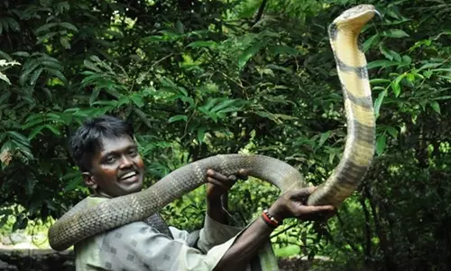 വാവ സുരേഷിന് പാമ്പ്കടിയേറ്റു; നില ഗുരുതരം