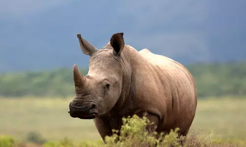 അസമിൽ കാണ്ടാമൃഗത്തിന്‍റെ കുത്തേറ്റ് ഒരാൾ മരിച്ചു