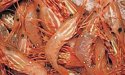 ബഹ്‌റൈനില്‍ ചെമ്മീൻ ട്രോളിങിനും വില്‍പനയ്ക്കും ആറ്​ മാസ നിരോധനം