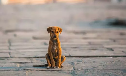 മൃഗങ്ങൾ ചാവുന്നത് റിപ്പോർട്ട് ചെയ്യണമെന്ന് മൃഗങ്ങൾ ചാവുന്നത് റിപ്പോർട്ട് ചെയ്യണമെന്ന്