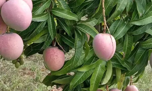 മുതലമടയിലെ മാങ്ങ ഉത്തരേന്ത്യൻ വിപണികളിൽ എത്തിക്കാൻ സൗകര്യമൊരുക്കുമെന്ന് റെയിൽവേ