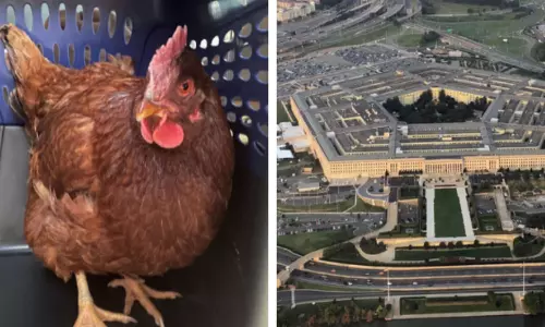 സുരക്ഷാ മേഖലയില്‍ കറങ്ങി നടന്ന കോഴിയെ കസ്റ്റഡിയിലെടുത്തു