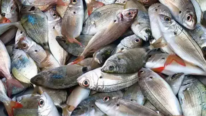 ചെറു മത്സ്യങ്ങളെ പിടിക്കുന്നതിന് വിലക്കേർപ്പെടുത്തി