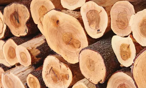 ചന്ദന മോഷണക്കേസിൽ ജാമ്യത്തിലിറങ്ങി മുങ്ങിനടന്നു; വീണ്ടും ചന്ദനം മോഷ്ടിച്ച യുവാവ് പിടിയില് ചന്ദന മോഷണക്കേസിൽ ജാമ്യത്തിലിറങ്ങി മുങ്ങിനടന്നു; വീണ്ടും ചന്ദനം മോഷ്ടിച്ച യുവാവ് പിടിയില്