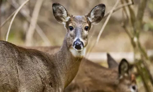കോവിഡ് മാനുകളിലേക്കും പടരുന്നു; പുതിയ കണ്ടെത്തലുമായി ശാസ്ത്രലോകം