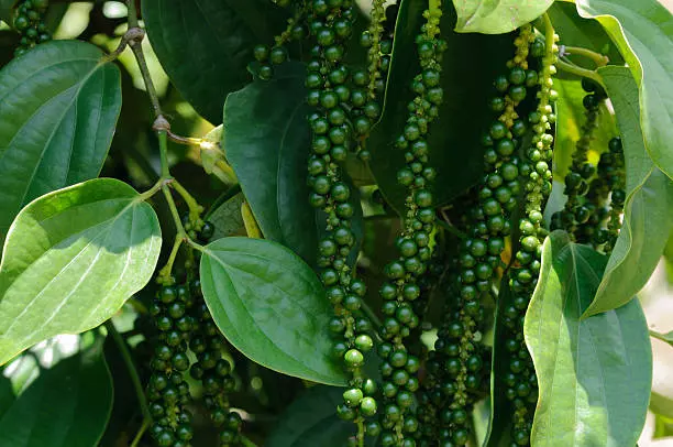 അജ്ഞാതരോഗം പിടിമുറുക്കുന്നു; കുരുമുളക് കര്ഷകര് പ്രതിസന്ധിയില് അജ്ഞാതരോഗം പിടിമുറുക്കുന്നു; കുരുമുളക് കര്ഷകര് പ്രതിസന്ധിയില്