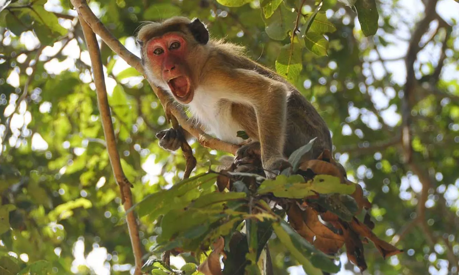 ഉത്തർപ്രദേശിൽ അഞ്ചുവയസ്സുകാരിയെ കുരങ്ങുകൾ കടിച്ചുകൊന്നു