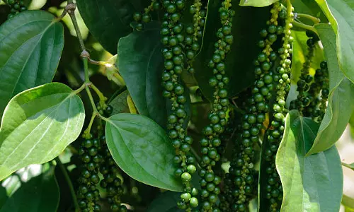 അജ്ഞാതരോഗം പിടിമുറുക്കുന്നു; കുരുമുളക് കര്‍ഷകര്‍ പ്രതിസന്ധിയില്‍