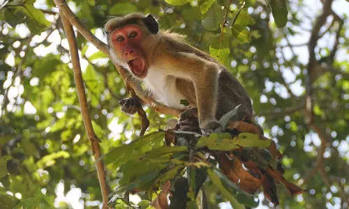 ഉത്തർപ്രദേശിൽ അഞ്ചുവയസ്സുകാരിയെ കുരങ്ങുകൾ കടിച്ചുകൊന്നു