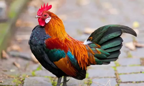 പൂവൻകോഴിക്ക് 30 രൂപ ടിക്കറ്റ് എടുപ്പിച്ച് ബസ് കണ്ടക്ടർ പൂവൻകോഴിക്ക് 30 രൂപ ടിക്കറ്റ് എടുപ്പിച്ച് ബസ് കണ്ടക്ടർ