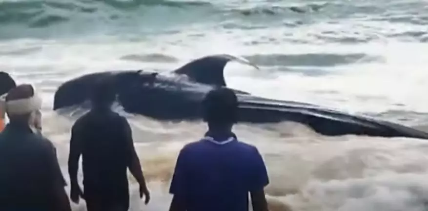 മത്സ്യത്തൊഴിലാളികളുടെ വലയിൽ കുടുങ്ങി കരക്കെത്തിയ സ്രാവ് ചത്തു മത്സ്യത്തൊഴിലാളികളുടെ വലയിൽ കുടുങ്ങി കരക്കെത്തിയ സ്രാവ് ചത്തു