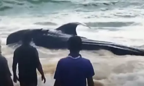 മത്സ്യത്തൊഴിലാളികളുടെ വലയിൽ കുടുങ്ങി കരക്കെത്തിയ സ്രാവ് ചത്തു