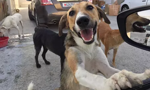 തെരുവ്​ നായകളെ നിയ​ന്ത്രിക്കാനുള്ള നടപടി പുരോഗമിക്കുന്നു