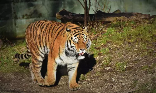 ചീരാലിലെ കടുവ ആക്രമണം; ആക്ഷൻ കമ്മിറ്റി അംഗങ്ങൾ മുഖ്യമന്ത്രിയെ കാണും