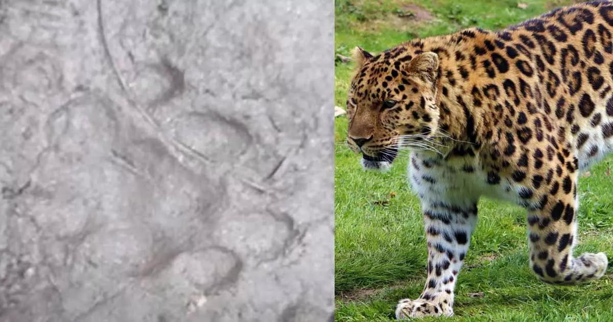 ധോണിയിൽ വീണ്ടും പുലിയിറങ്ങി ധോണിയിൽ വീണ്ടും പുലിയിറങ്ങി