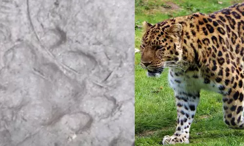 ധോണിയിൽ വീണ്ടും പുലിയിറങ്ങി