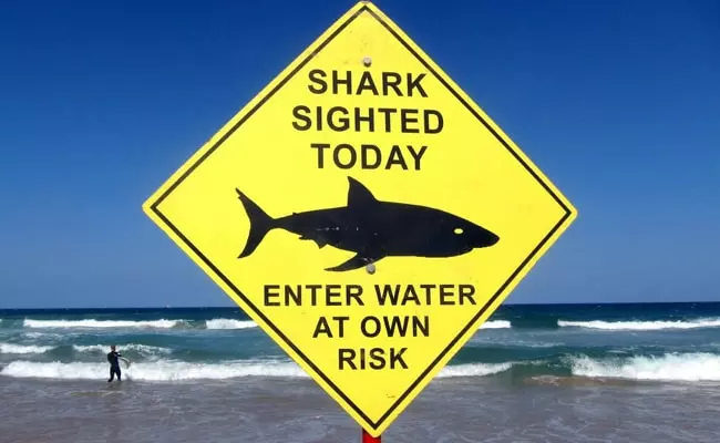 60 വര്ഷത്തിനിടയിലെ മാരകമായ സ്രാവ് ആക്രമണം; സിഡ്നിയിലെ ബീച്ചുകള് അടച്ചു 60 വര്ഷത്തിനിടയിലെ മാരകമായ സ്രാവ് ആക്രമണം; സിഡ്നിയിലെ ബീച്ചുകള് അടച്ചു