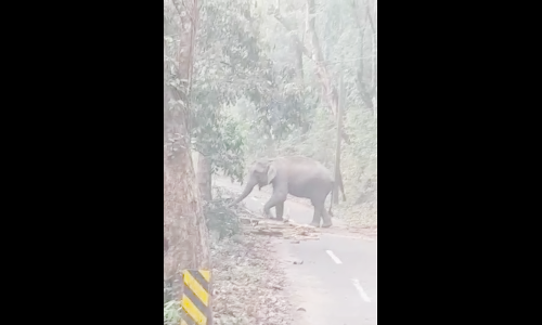 പൊൻമുടിയിൽ വീണ്ടും കാട്ടാന ഇറങ്ങി; റോഡ് ഗതാഗതം തടസപ്പെട്ടു