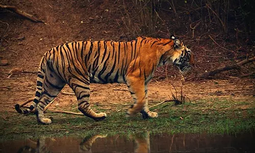 മഹാരാഷ്ട്രയിൽ കടുവയുടെ ആക്രമണത്തിൽ 59 കാരന്‍ കൊല്ലപ്പെട്ടു